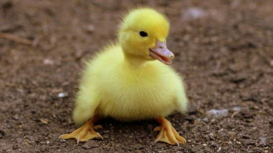 Canción infantil 'El Pollito Pío': una herramienta educativa para tus hijos
