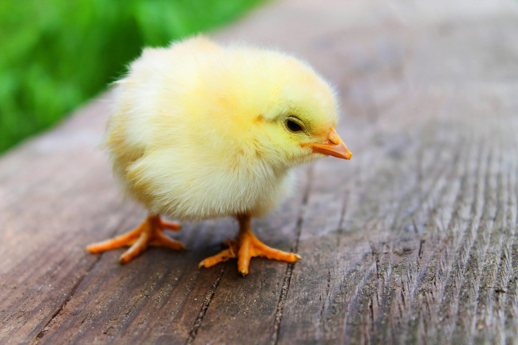 Canción infantil 'El Pollito Pío': una herramienta educativa para tus hijos