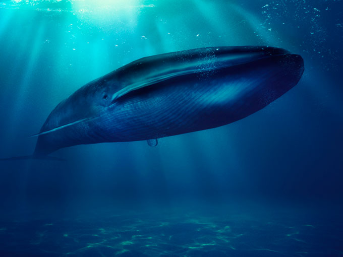 “La Ballena Azul”: 10 preguntas que te harás sobre este macabro reto
