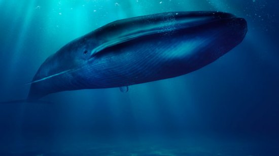 “La Ballena Azul”: 10 preguntas que te harás sobre este macabro reto