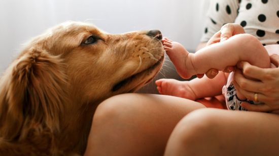 Mi bebé acaba de nacer ¿es malo tener perro?