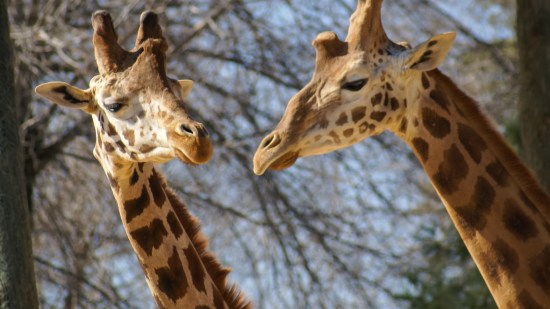 zoo