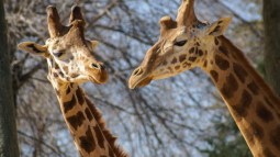 zoo