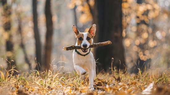 perro corriendo por el campo