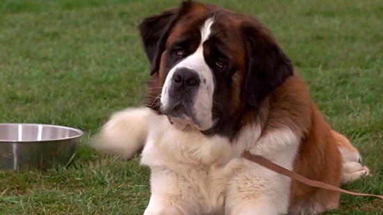 Los 15 perros más famosos de la tele que nos robaron el corazón