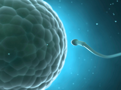 Fecundación: ¿Cómo reconoce el óvulo al espermatozoide?