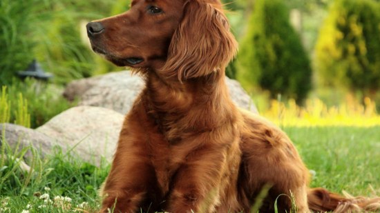 Razas de perros: setter irlandés, el mejor amigo de los niños