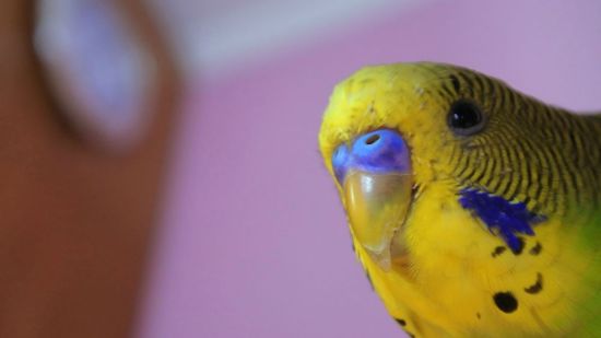 Psitácida suelta en casa