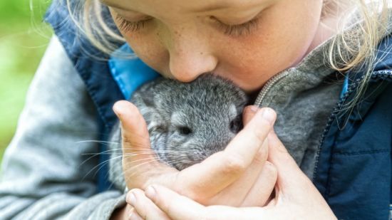 niña besando a su chinchilla