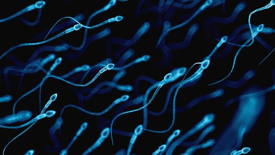 Morfología de los espermatozoides: qué es y valores normales