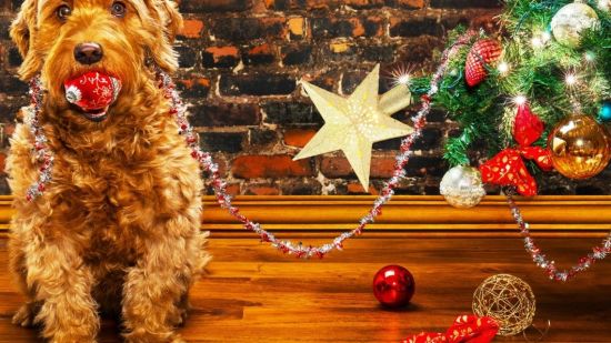 Cachorro en Navidad