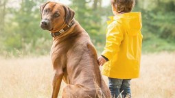 Perro grande con un niño