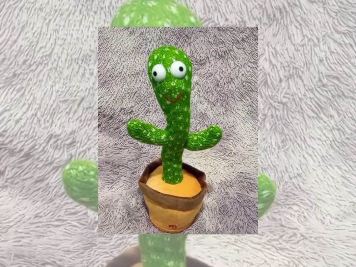 ¿Es, de verdad, inofensivo el cactus bailarín para tus hijos?