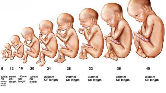 crecimiento_intrauterino