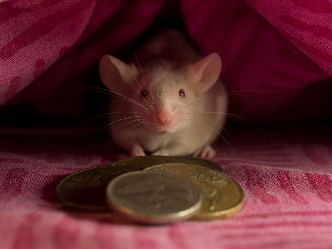 ratoncito
