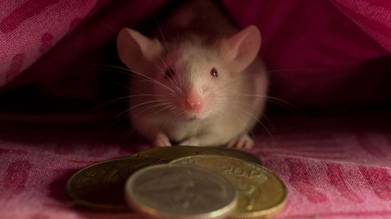 ratoncito