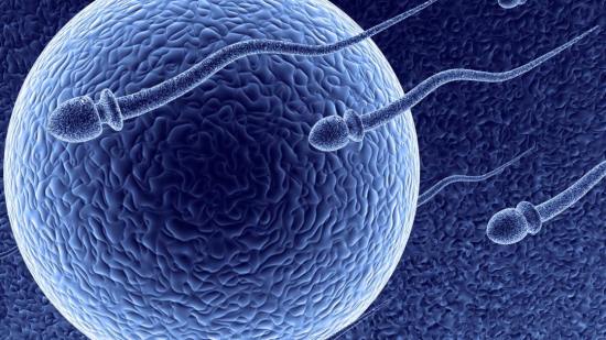 Teratozoospermia: qué es, por qué ocurre y tratamiento