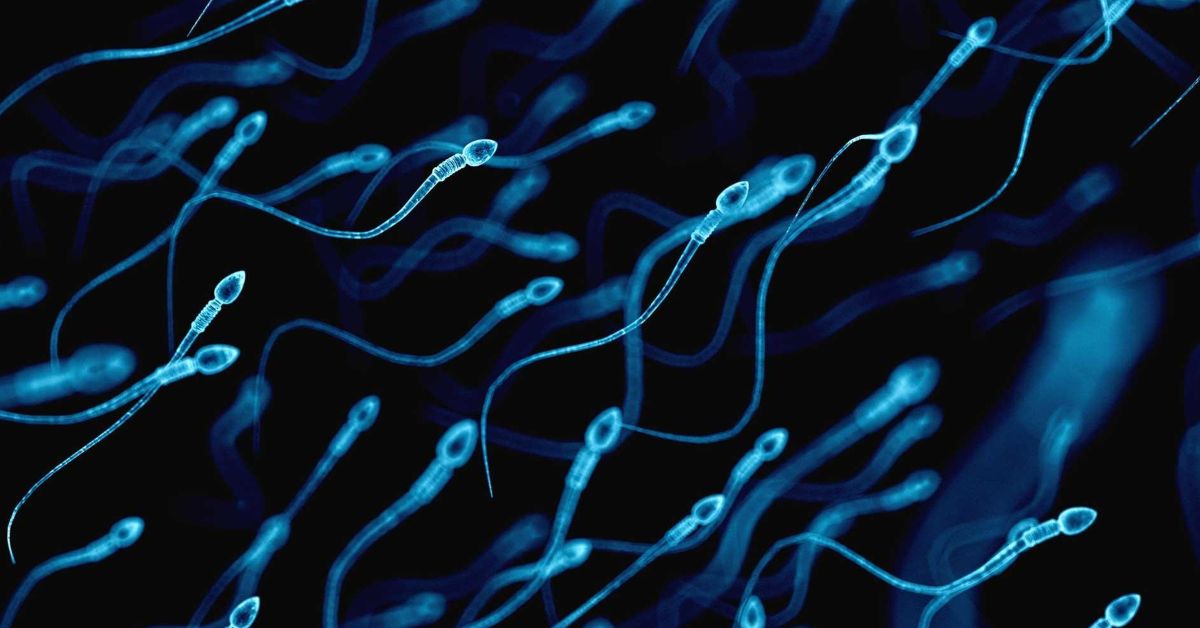 Concentración de espermatozoides: análisis y valores normales