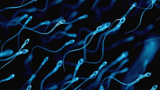 Concentración de espermatozoides: análisis y valores normales