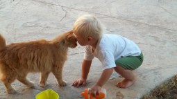 Un gato y un niño jugando