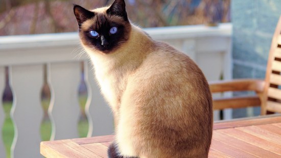 Un gato siamés en una mesa