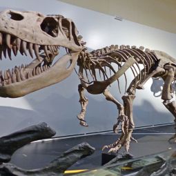 Lugares de España para ver dinosaurios con tus hijos