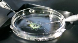 ¿Me merece la pena la inseminación artificial?