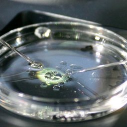 ¿Me merece la pena la inseminación artificial?