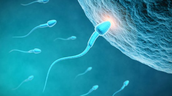 Fertilidad