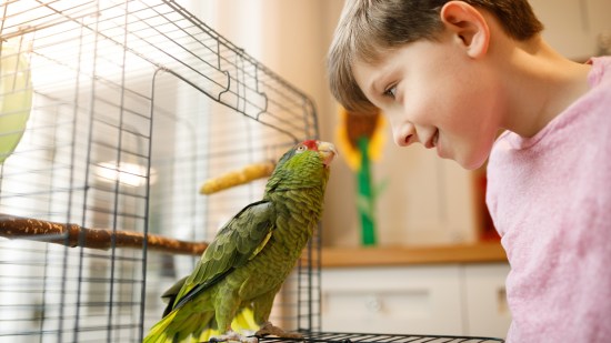 animales prohibidos como mascotas