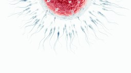 fecundación in vitro