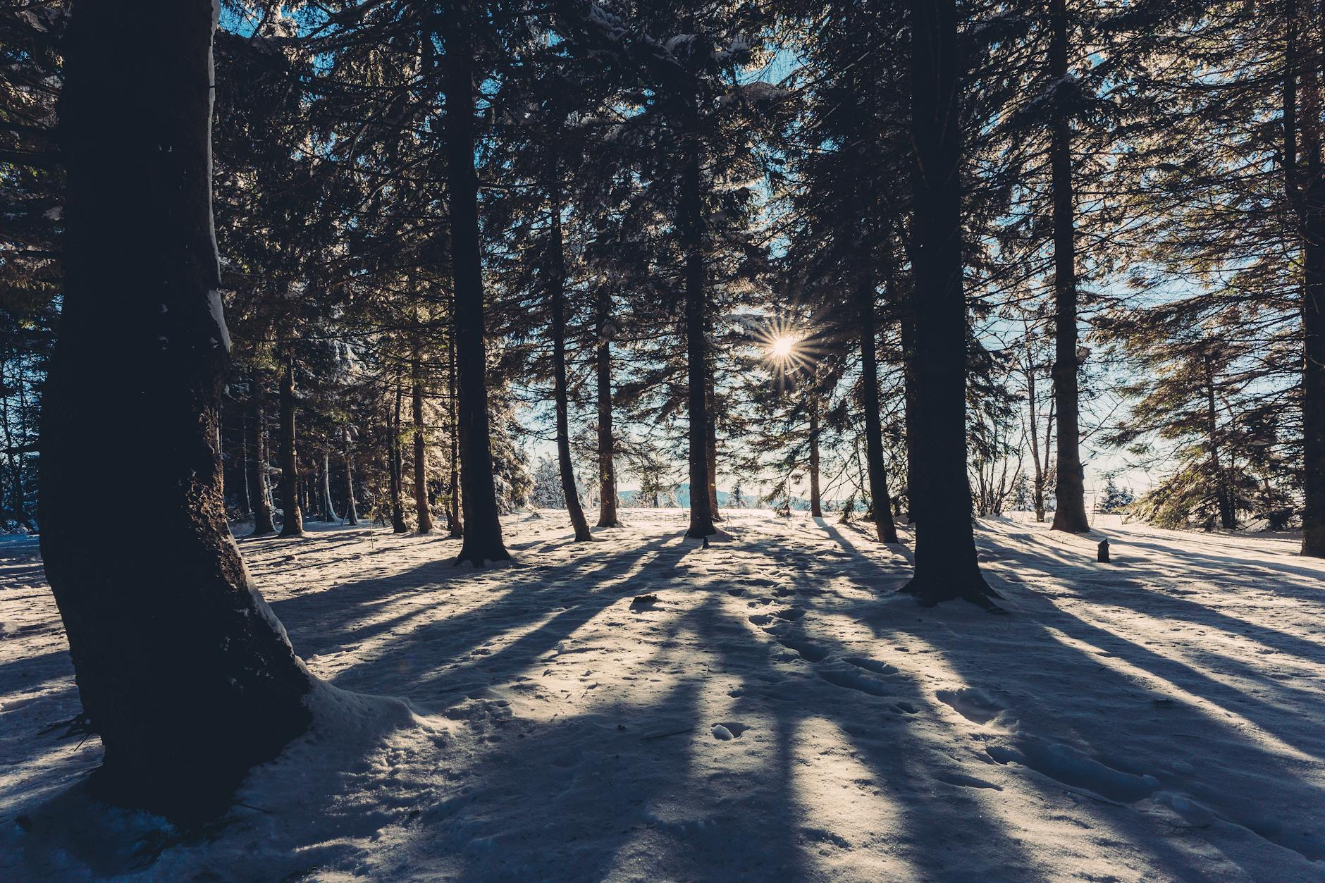 trees on snow covered ground