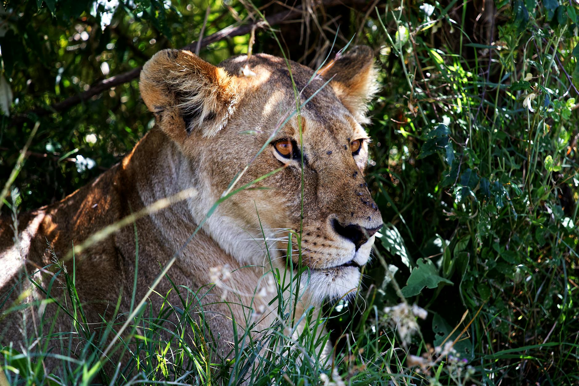 a lioness lying in grass