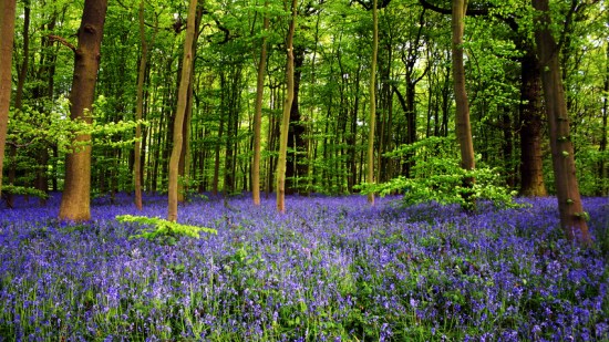 Bosque de Sherwood