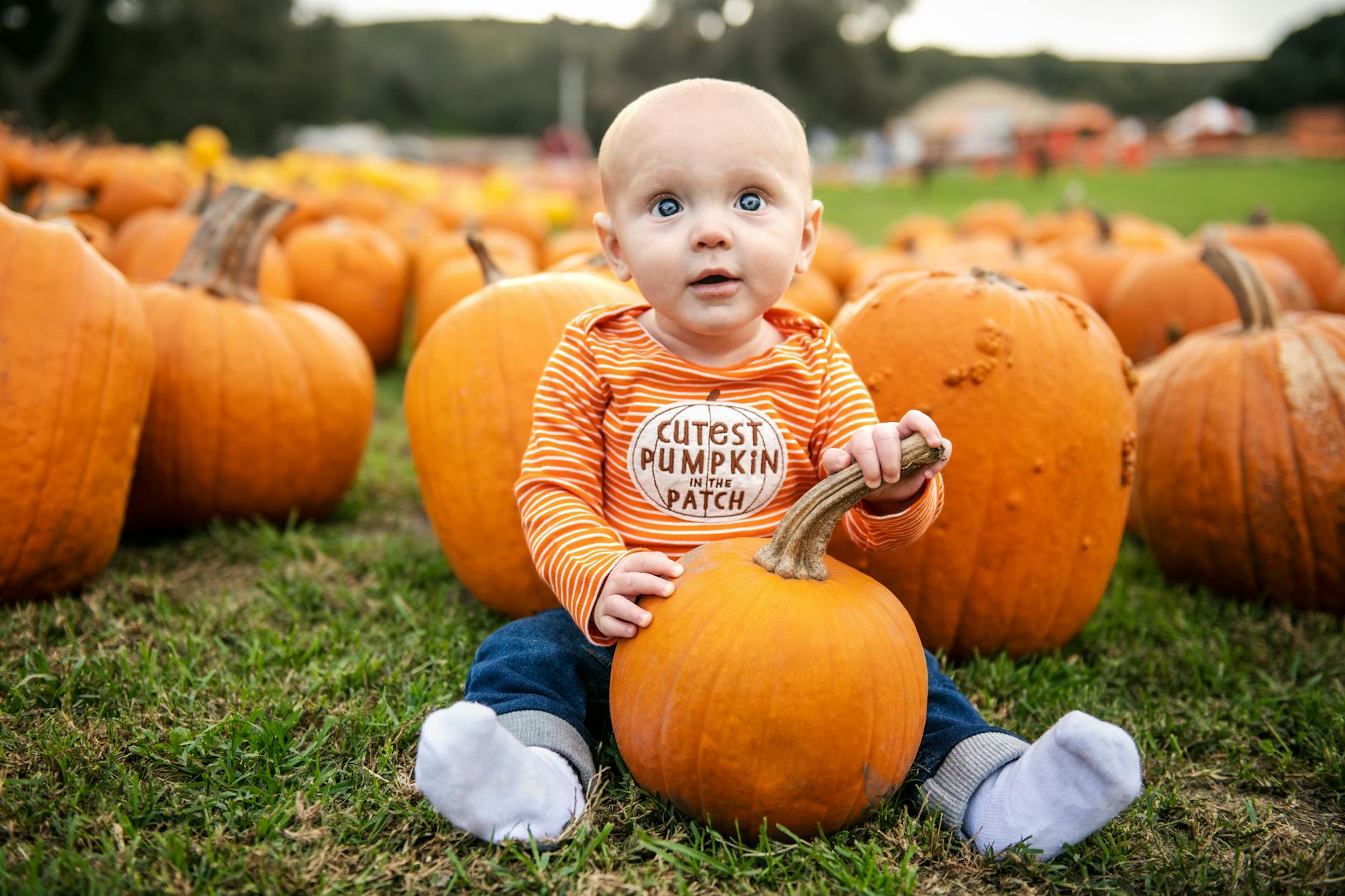 little boy among pumpkins