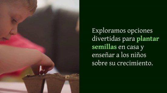 Qué semillas plantar en casa para que los niños vean como crecen