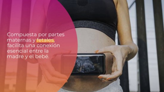 ¿Cuándo se forma la placenta?