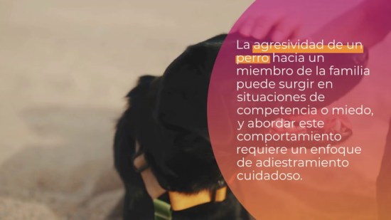 Adiestramiento canino. ¿Por qué es agresivo con algún miembro de la familia?