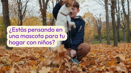 Las mejores mascotas para tener en casa si tienes hijos
