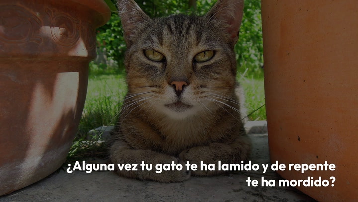 ¿Tu gato te lame y luego te muerde? Tiene una explicación