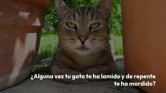 ¿Tu gato te lame y luego te muerde? Tiene una explicación