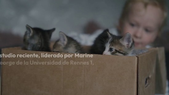 Los niños con autismo se relacionan mejor con gatos que con perros