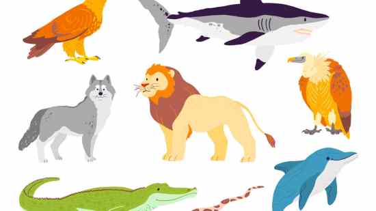 animales-carnivoros