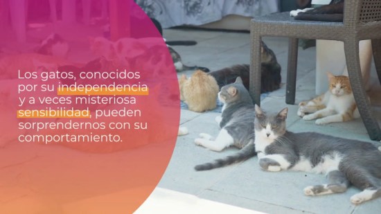 Una mujer descubrió que estaba embarazada gracias a su gato