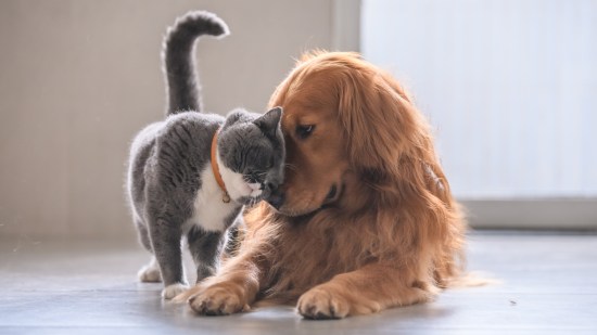 Perros y gatos son las mascotas más comunes dentro del mundo mascota.