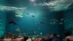 Noche con Tiburones