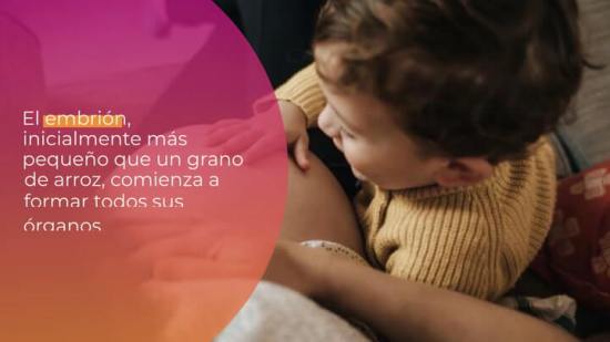 El segundo mes de embarazo