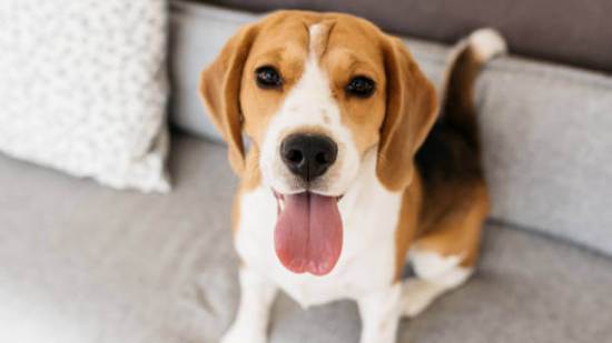 Estas razas de perros son las mejores para estar con niños