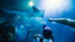 Niño en el Oceanogràfic