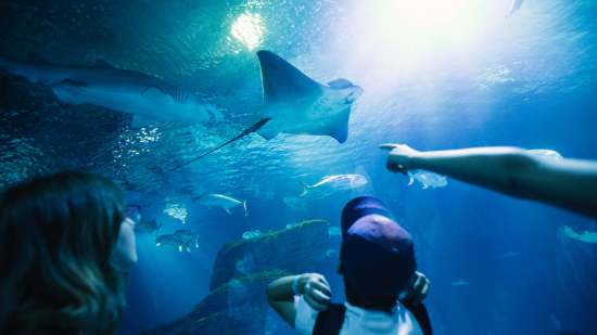 Niño en el Oceanogràfic